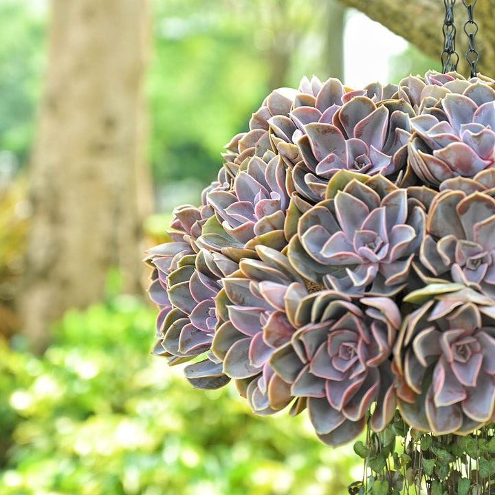 nuremberg succulent Echeveria 'Perle von Nürnberg' (4 inch) – Thenextgardener