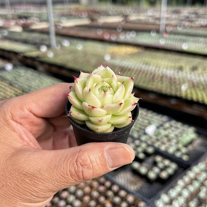 succulents for sale phoenix Echeveria Phoenix Fire
