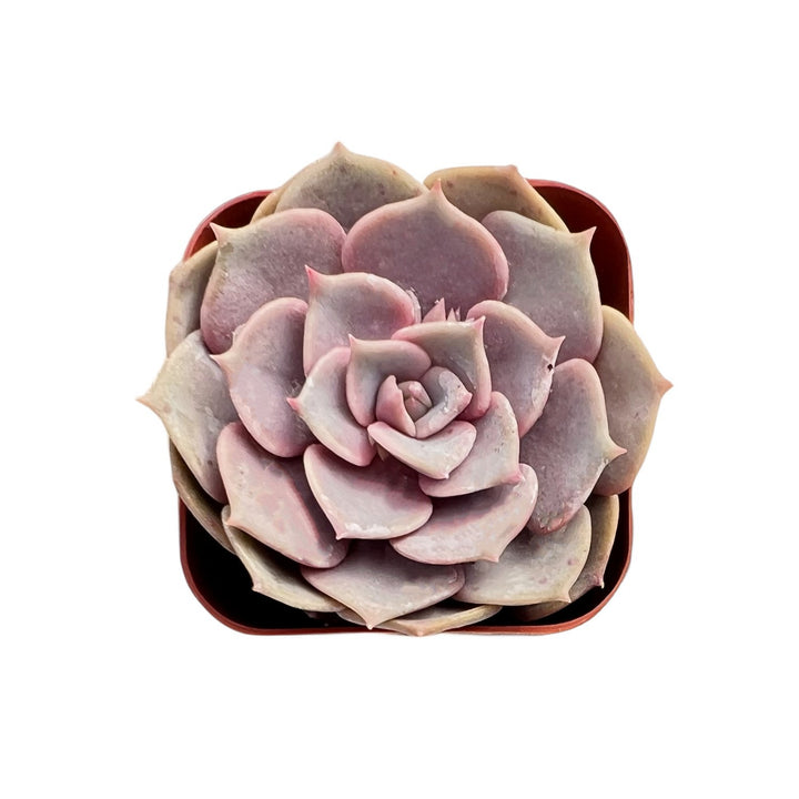 pink butterfly succulent care Echeveria Pink Butterfly – Thenextgardener