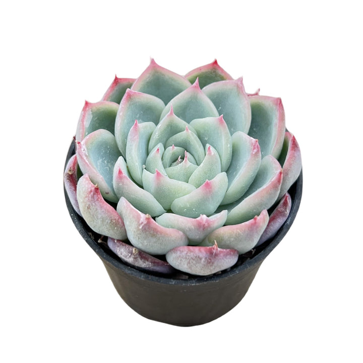crystal succulent planter Echeveria 'Pink Crystal'