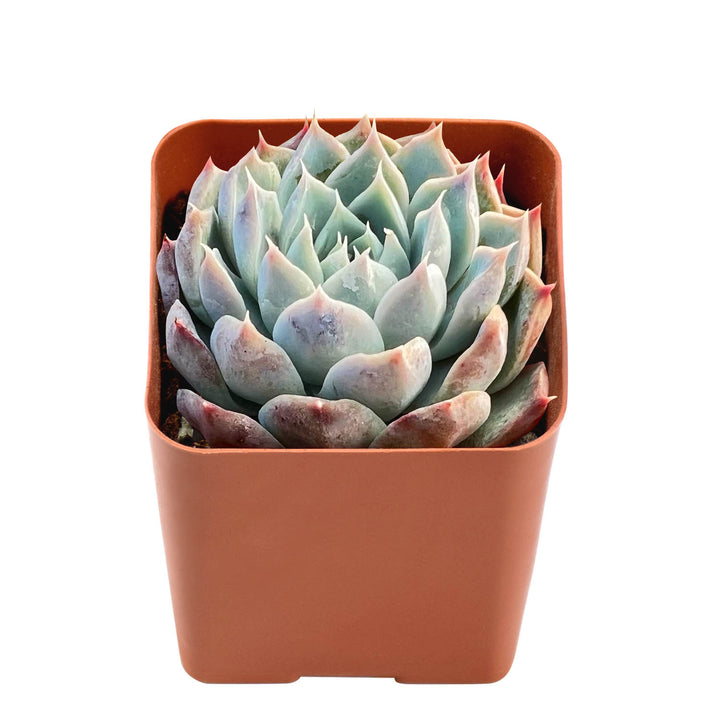 ftd heart succulent Echeveria Pink Dimond Heart