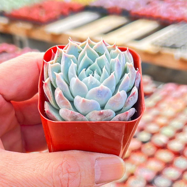 pink heart succulent Echeveria Pink Dimond Heart