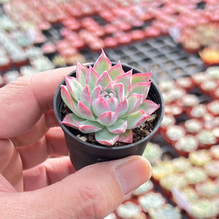 rose succulent near me Echeveria Queen Rose