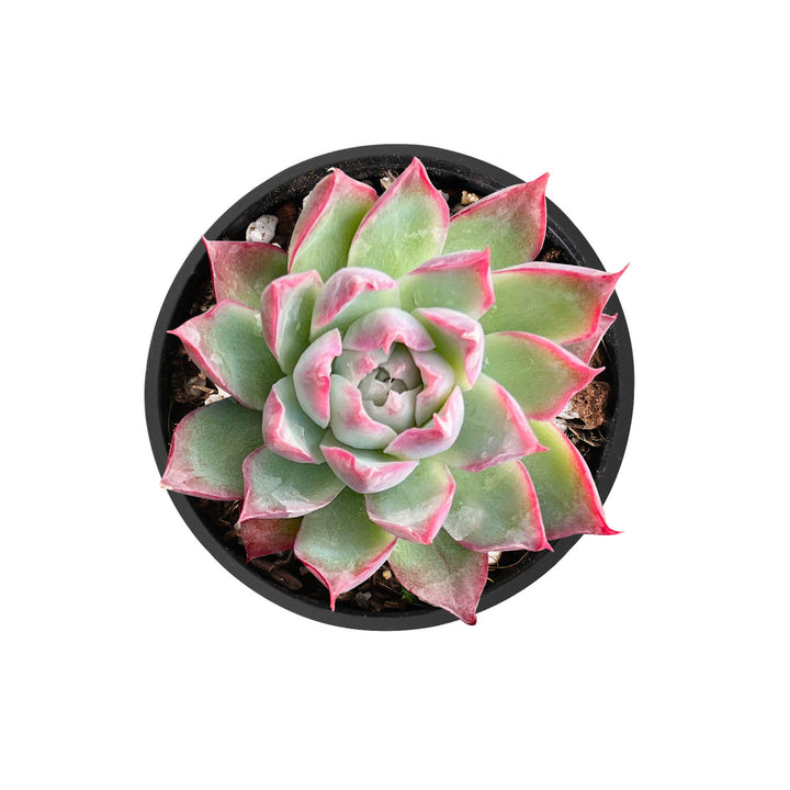 rose queen succulent Echeveria Queen Rose