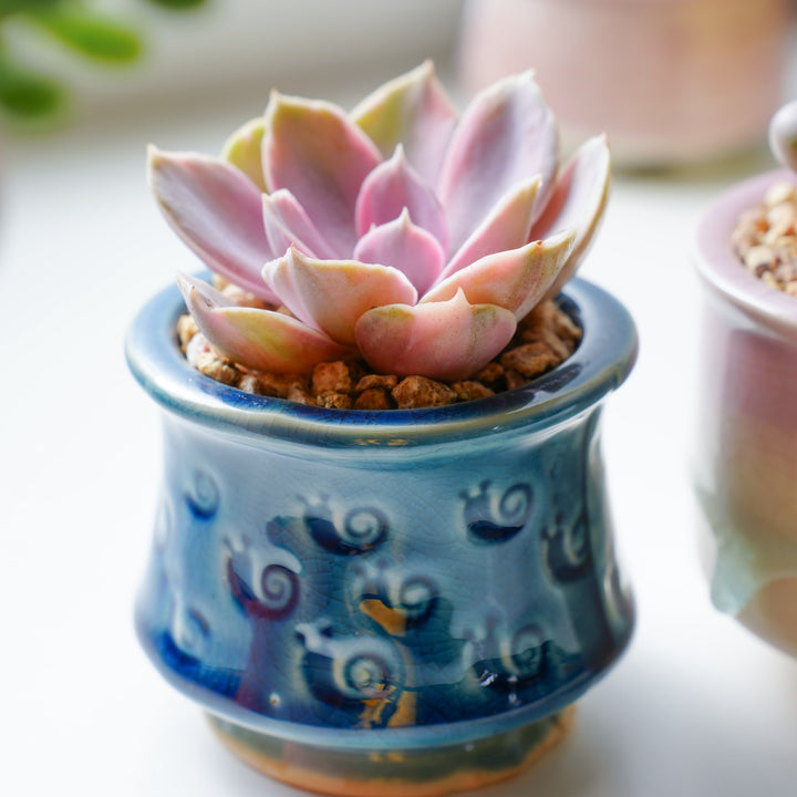 rainbow succulents maui Echeveria 'Rainbow' (Rare)