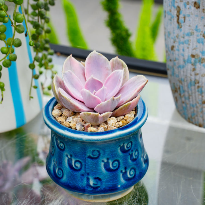 echeveria rainbow succulent Echeveria 'Rainbow' (Rare)