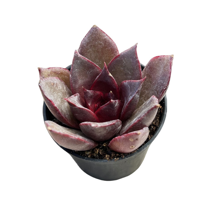 red rose succulent Echeveria 'Red Rose'