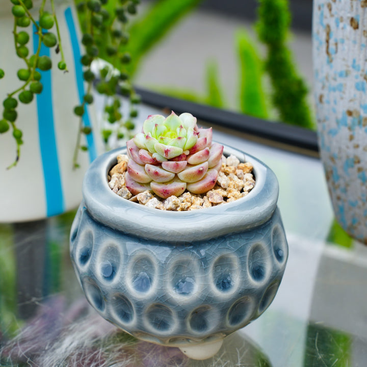 red velvet succulent plant Echeveria 'Red Velvet'