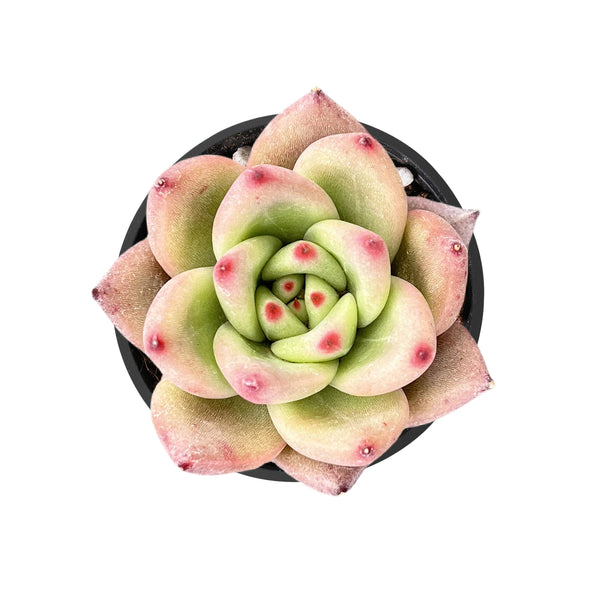 Echeveria Roca