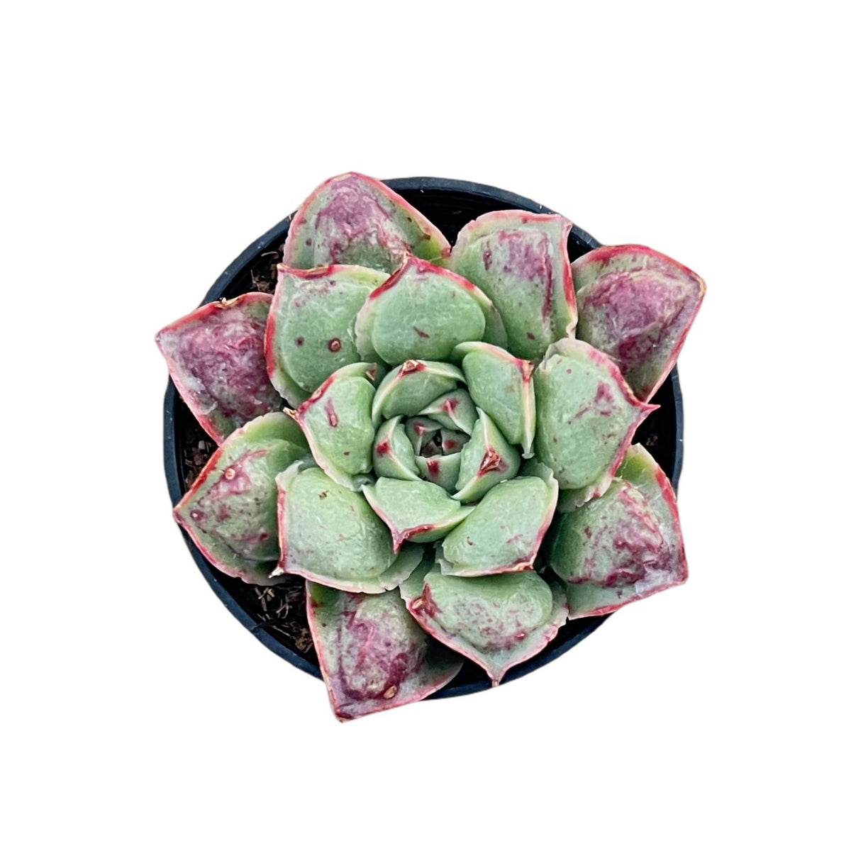 Echeveria Rosima Raindrop/ Echeveria Longissima var. Bumps (Rare) | THE ...