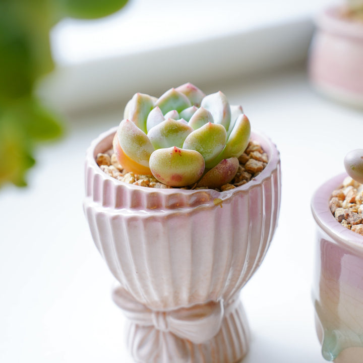 angel hair succulent Echeveria 'Snow Angel' – Thenextgardener