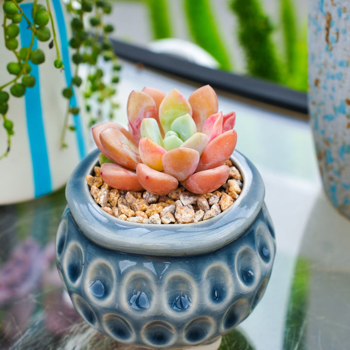 deer antler succulent Echeveria Spotted Deer (Rare) – Thenextgardener