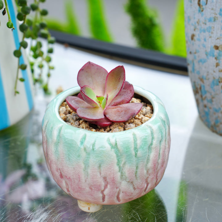 suyon succulent Echeveria 'Suyon'