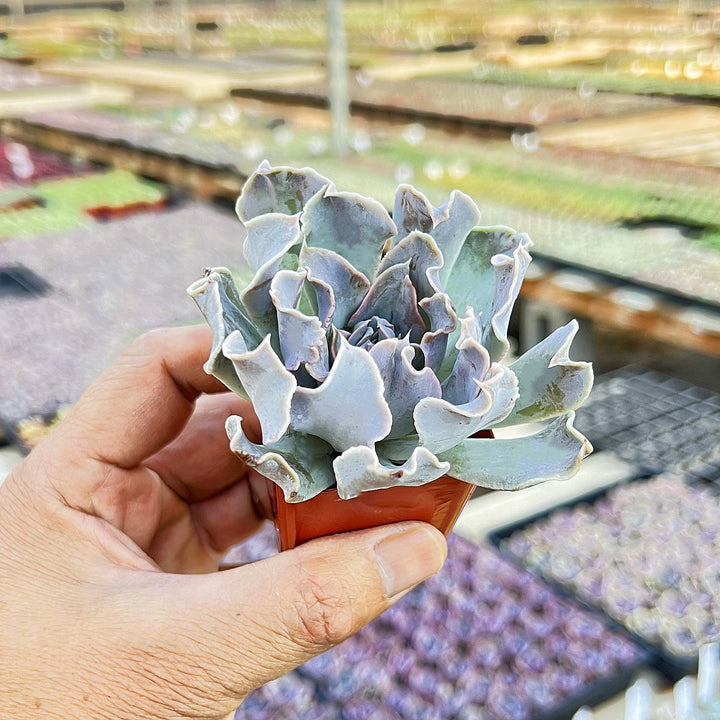 swan lake succulent Echeveria 'Swan Lake'