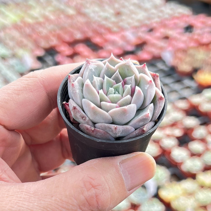 the next gardener succulents Echeveria The Next Gardener Perfume Taro 5 Plants