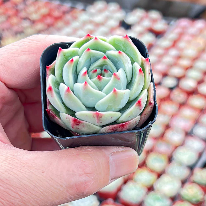 dragon claw succulent Echeveria White Dragon