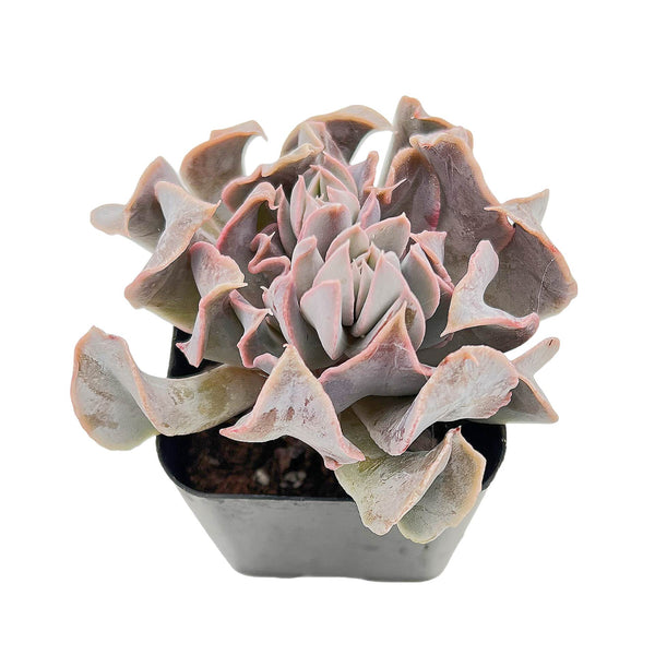 Echeveria 'Swan Lake'