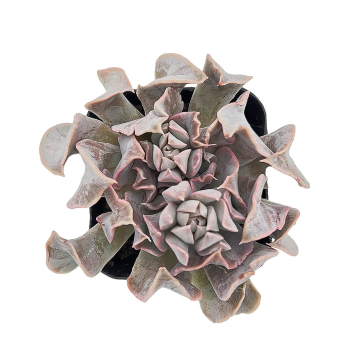 swan lake succulent Echeveria 'Swan Lake'