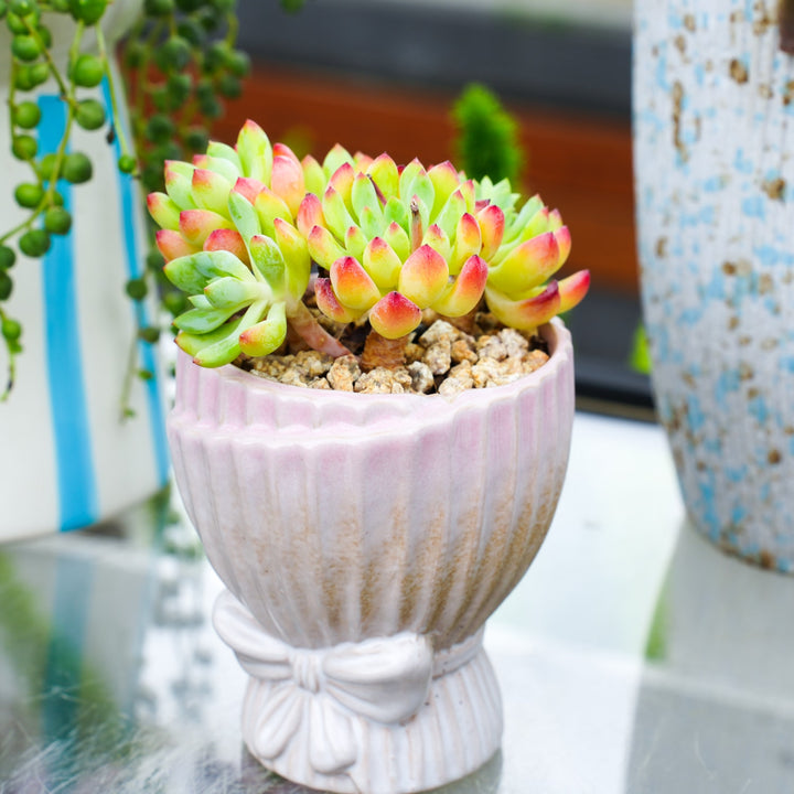 apple beauty succulent Echeveria cv. Blue Apple/ Blue Elf