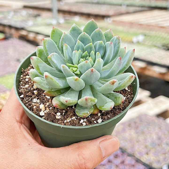 blue elf succulent Echeveria cv. Blue Apple/ Blue Elf (4 inch)