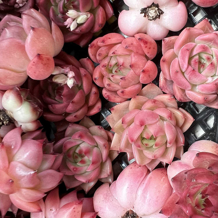blue red succulents Echeveria Agavoides 'Blue Dragon' sp. – Thenextgardener