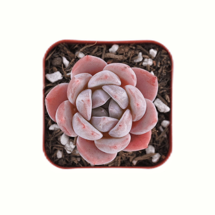 snow angel succulent Echeveria Ice Snow Angel – Thenextgardener