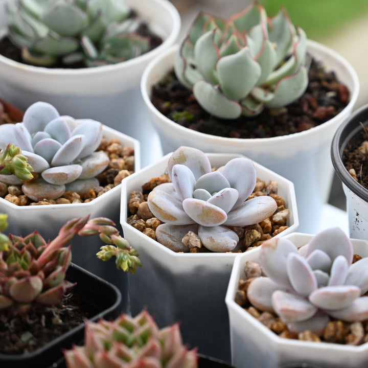 eucharia succulent Echeveria Laui (rare)