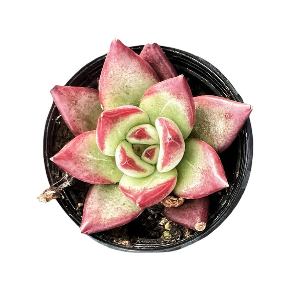 Echeveria Roca