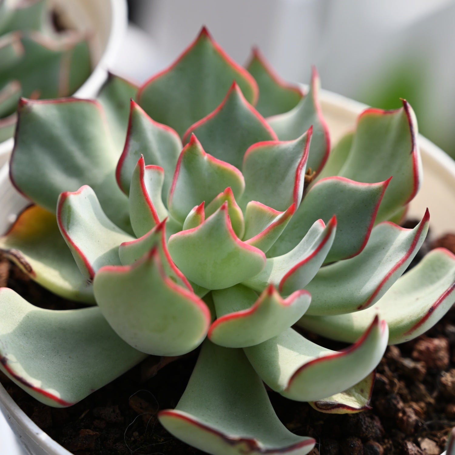 Echeveria Strictiflora var. Nova – Thenextgardener