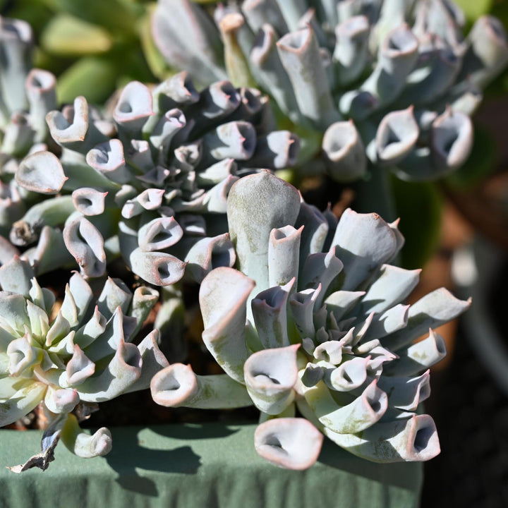 succulent trumpet plant Echeveria Trumpet Pinky