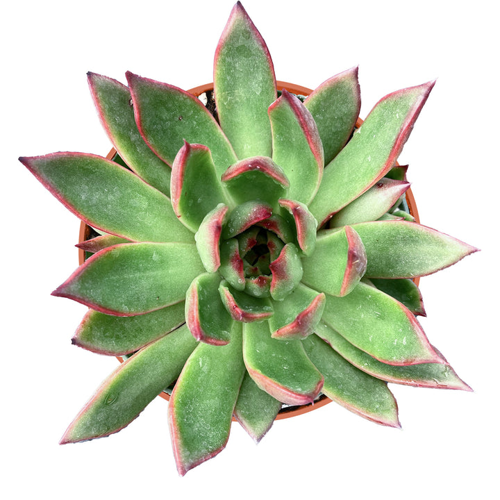 horse succulent Echeveria Agavoides Wild Horse (4 inch)