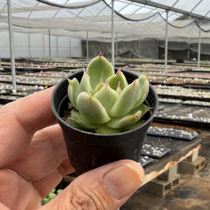 succulent that looks like eyes Echeveria 'Big Eyes'