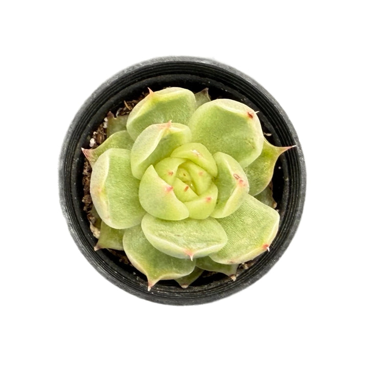 eye succulent Echeveria 'Big Eyes' – Thenextgardener