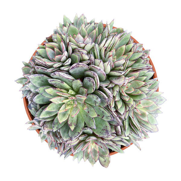 Echeveria Cinderella (4 inch)