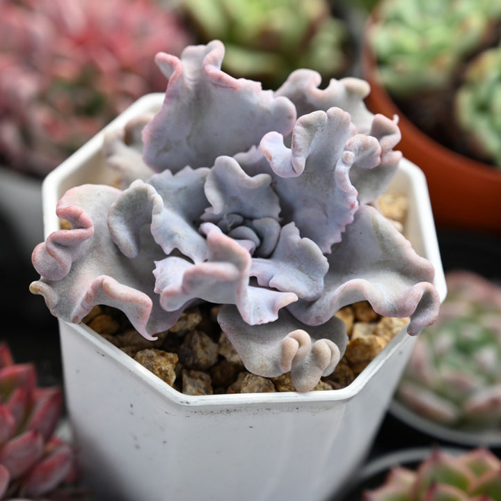 crispate beauty succulent Echeveria 'Crispate Beauty' (Rare)