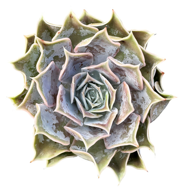 Echeveria Desert Camels (4 inch)