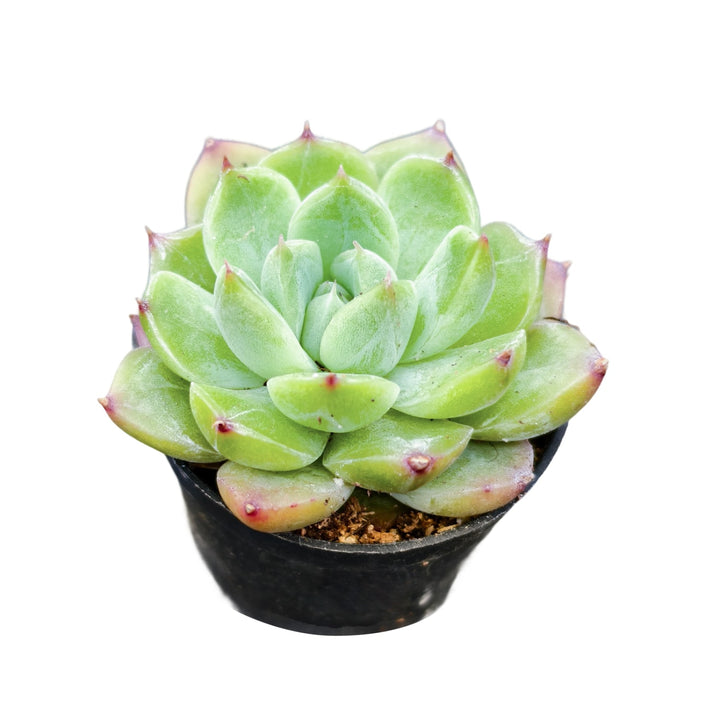 Echeveria 'Diamond Jelly'