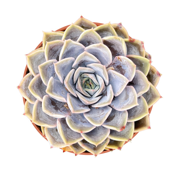 Echeveria Fiona (4 inch)