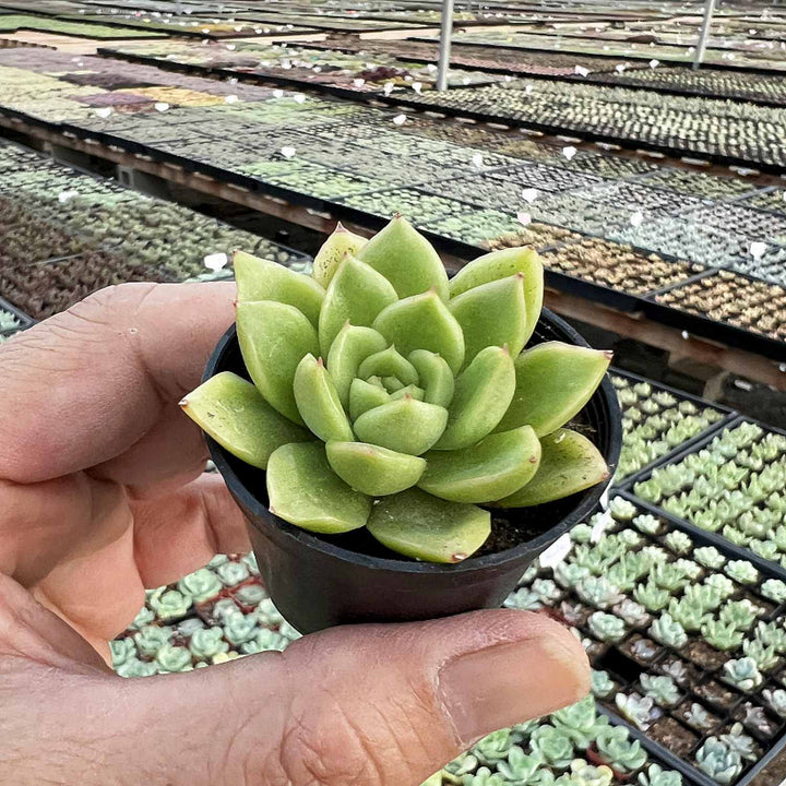 gilva succulent Echeveria 'Gilva'