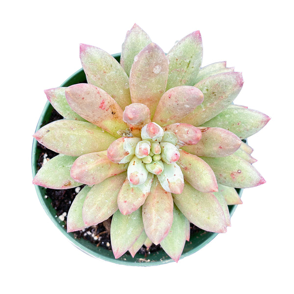 Echeveria Goldfish (4 inch)