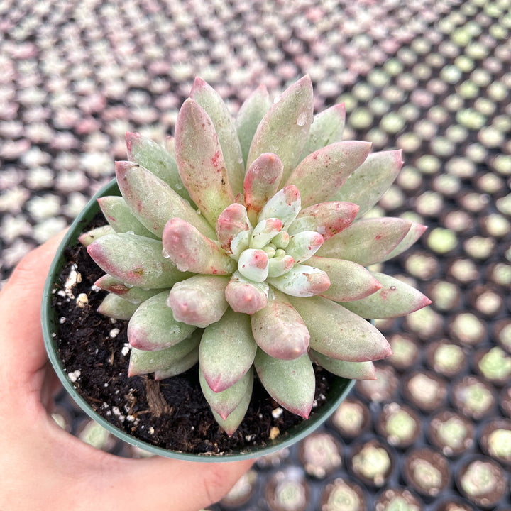 goldfish succulent plant Echeveria Goldfish (4 inch)
