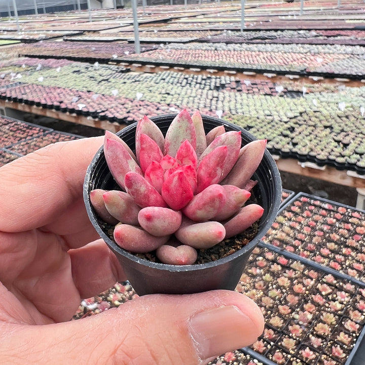 goldfish succulent plant Echeveria Goldfish