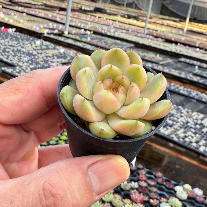 Echeveria 'Green Grape'  Thenextgardener