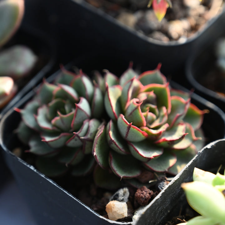 joann succulents Echeveria 'Joan Daniel', A Hairy Succulent