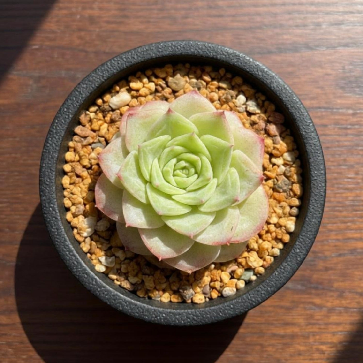 Echeveria 'EKO Malgan錦　美苗　多肉植物 Echeveria 'Malgan' White Swan – Thenextgardener