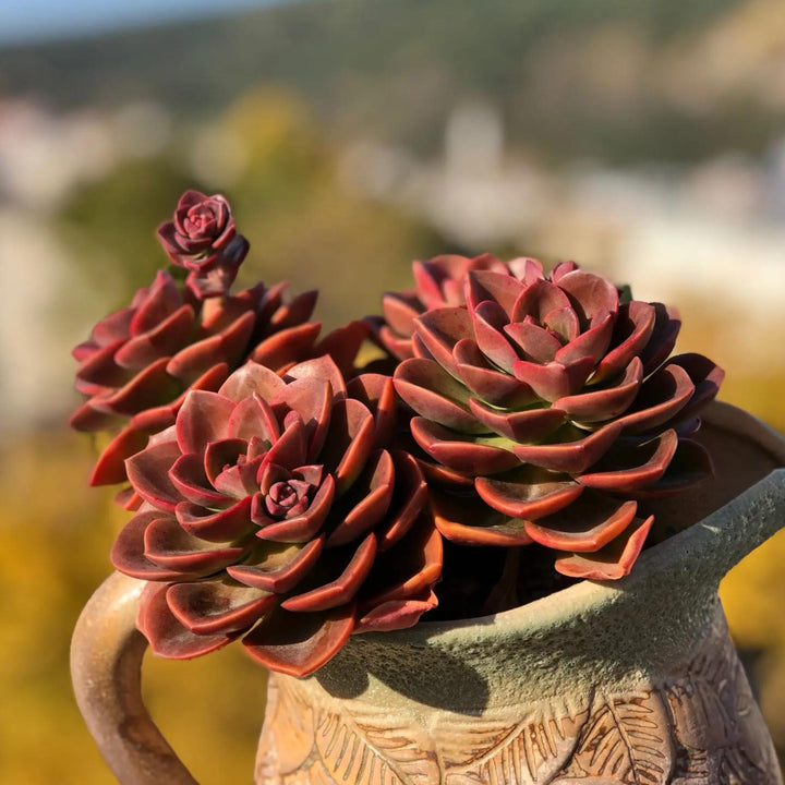 deep red succulent Echeveria 'Melaco' (4 inch)
