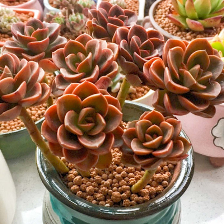 brown rose succulent Echeveria 'Melaco'