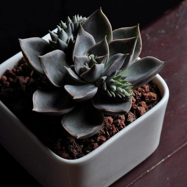 mensa succulent Echeveria 'Mensa' – Thenextgardener