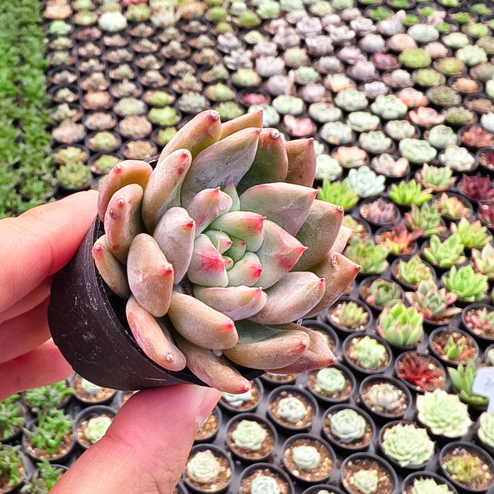 champagne succulent Echeveria 'Monroe Champagne'
