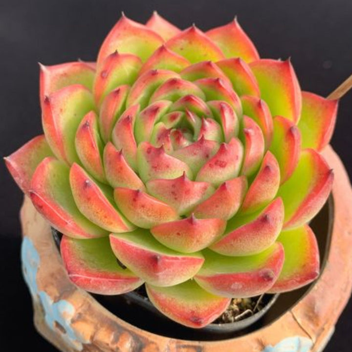 flat moonstone succulent Echeveria 'Moon Stone'